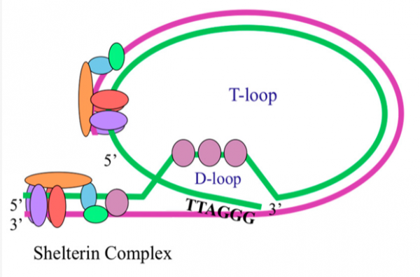 There are no caps at the ends of chromosomes. instead, a DNA forms a loop with the help of the shelterin complex. This a modified illustration taken from here.