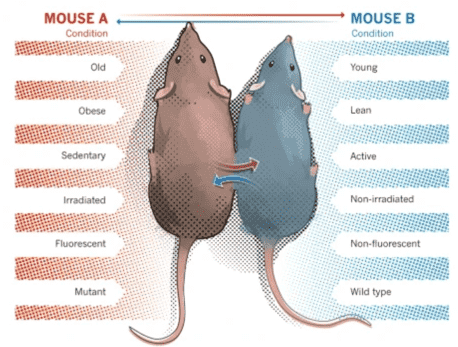 In heterochronic parabiosis experiments, mice share circulatory systems