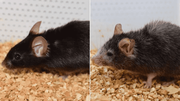 The pictures show two mice of the same chronological age. the expression of yamanaka factors reversed the biological age of the left mouse. what did the rejuvenated mouse do with all the accumulated damage?