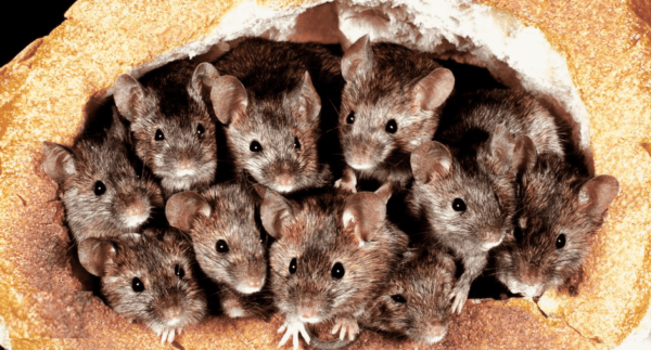 Mice adapted fast to the human threat