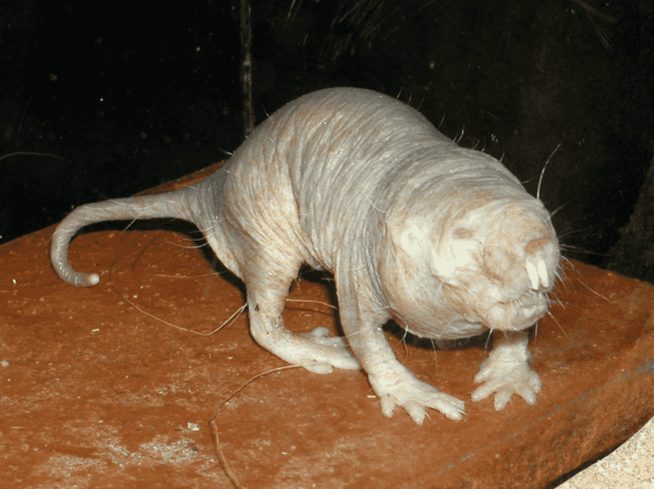 The naked mole rat looks like an animal from ancient times